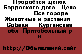 Продаётся щенок Бордоского дога › Цена ­ 37 000 - Все города Животные и растения » Собаки   . Курганская обл.,Притобольный р-н
